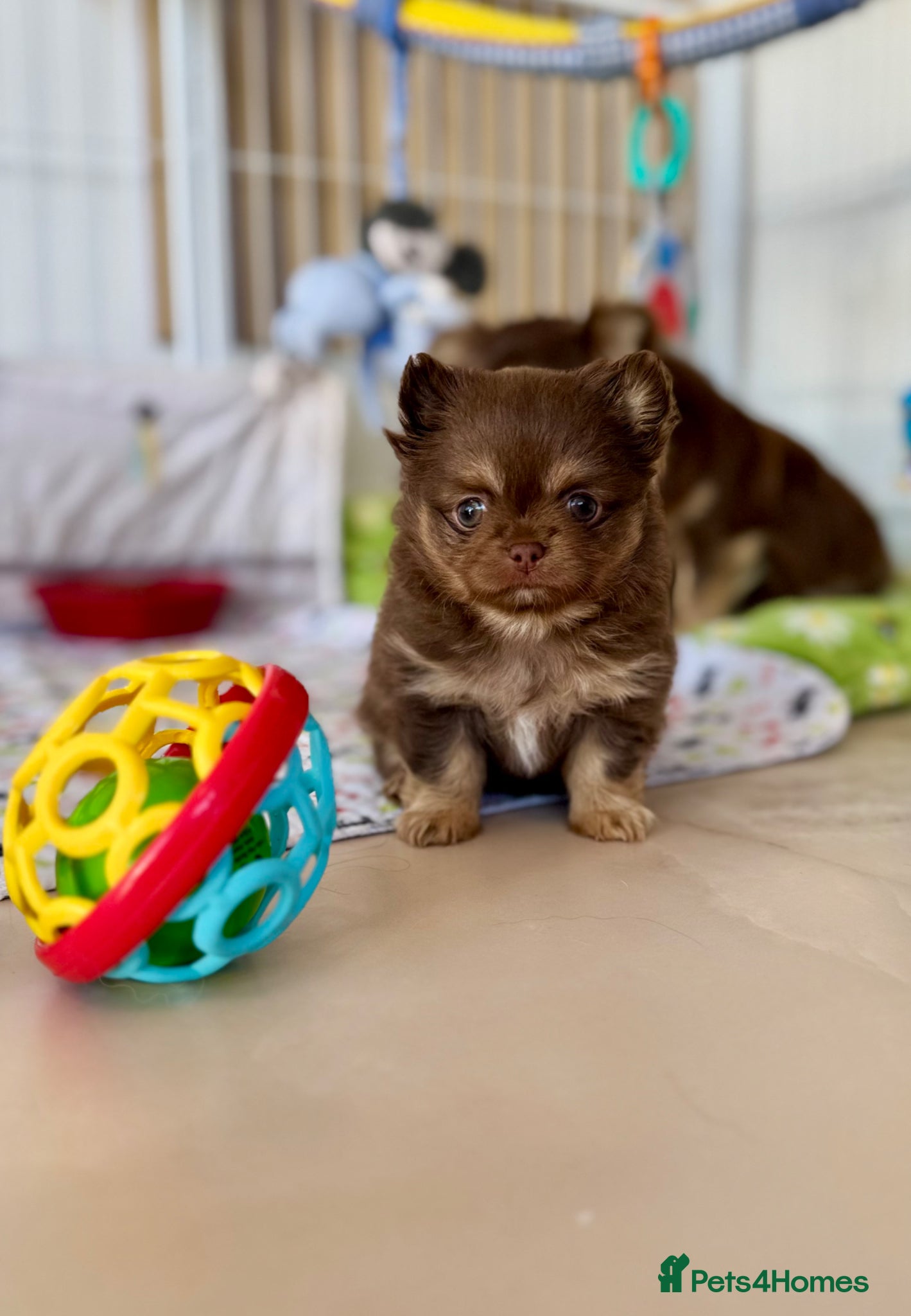 Chihuahua dogs ✨🐾 Exceptional Chihuahua Forever Home Only 🏡💖 - Advert 2