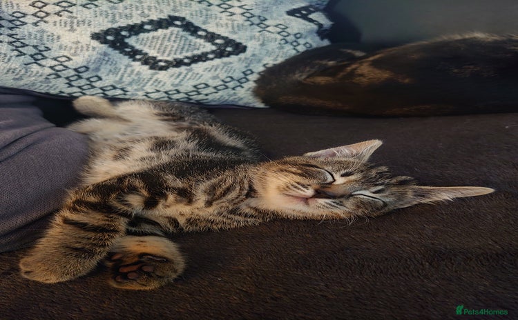 Mixed Breed cats - Advert 9