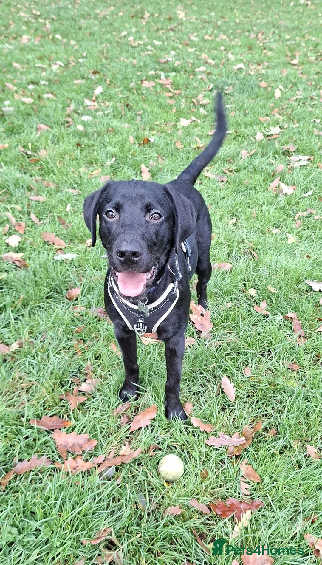 Labrador Retriever dogs for sale: 10 month old male Labrador  - Advert 4