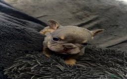 French Bulldog dogs for sale: KC Fluffy Carriers Isabella French Bulldogs puppy - Image 24