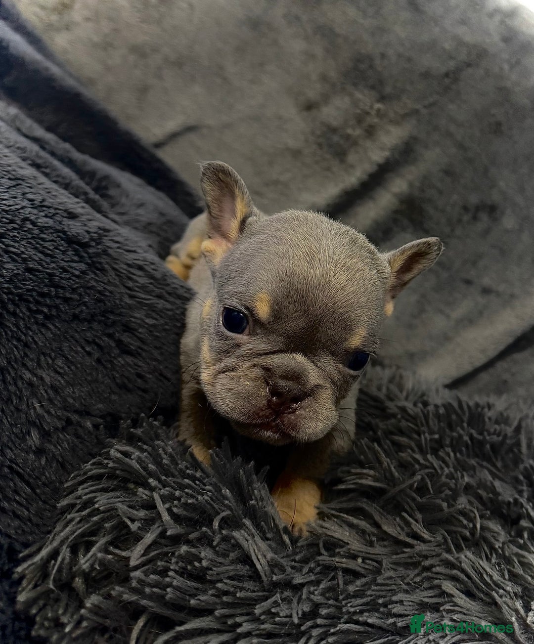 French Bulldog dogs for sale: KC Fluffy Carriers Isabella French Bulldogs puppy - Image 24