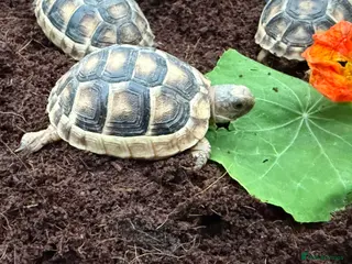 Tortoise reptiles Baby marginated tortoises for sale. Setups also av - Advert 7