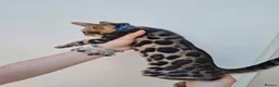 Bengal cats for sale: ❤️ Gorgeous Pure Bengal Babies! ❤️ - Advert 6