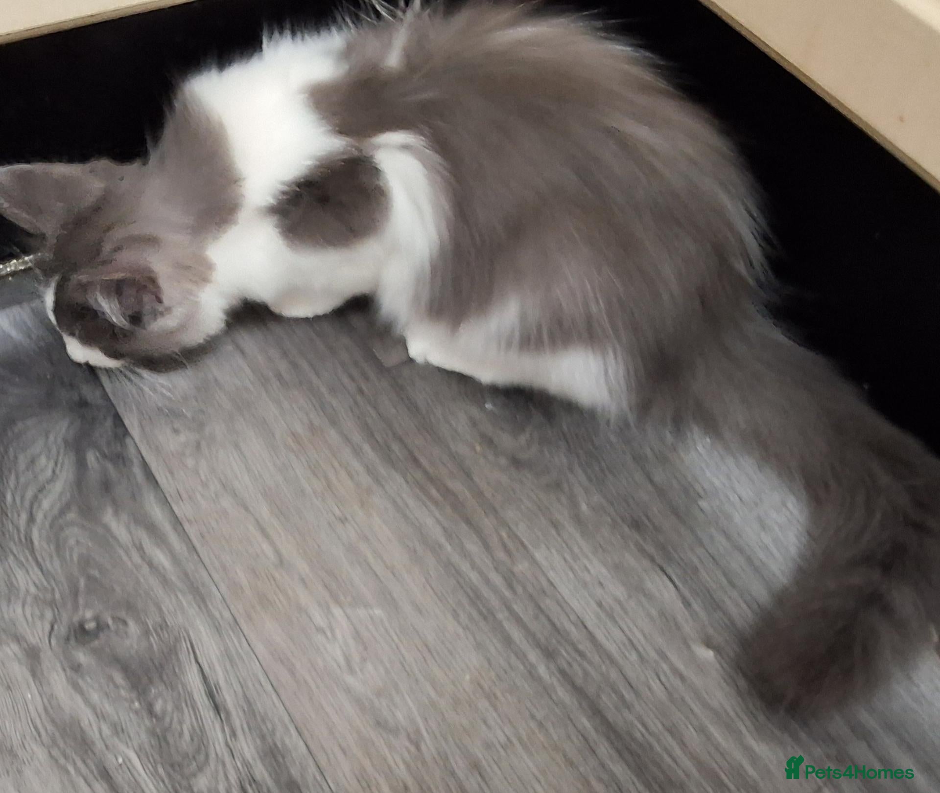 Ragcoon cats REDUCED!!!! Bouncing beauties ready to go  - Advert 2