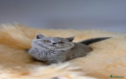 British Shorthair cats for sale: GCCF reg blue kittens  - Image 14