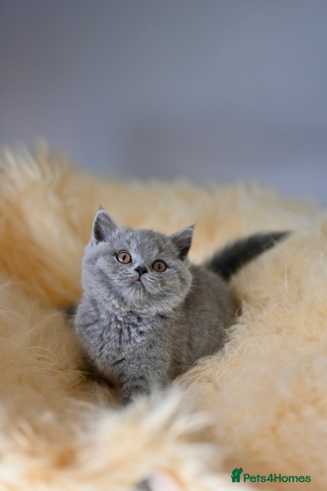 British Shorthair cats for sale: GCCF reg blue kittens  - Image 14