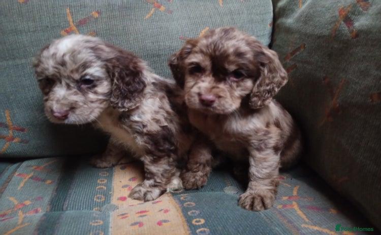 Cocker Spaniel dogs - Advert 11