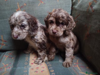 Cocker Spaniel dogs - Advert 32