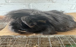 Guinea Pig rodents for sale: **FREE** Purebred Longhaired sows  - Image 8