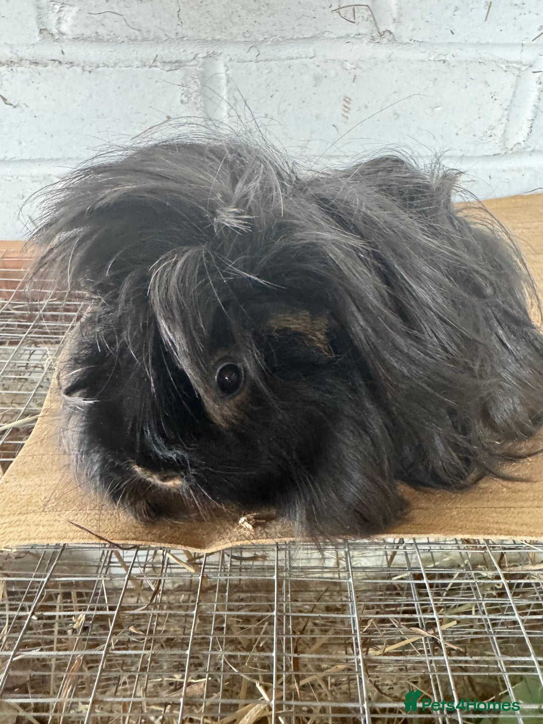Guinea Pig rodents for sale: **FREE** Purebred Longhaired sows  - Image 8