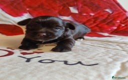 Yorkshire Terrier dogs for sale: Outstanding RARE Yorkshire terrier Chocolate - Image 20