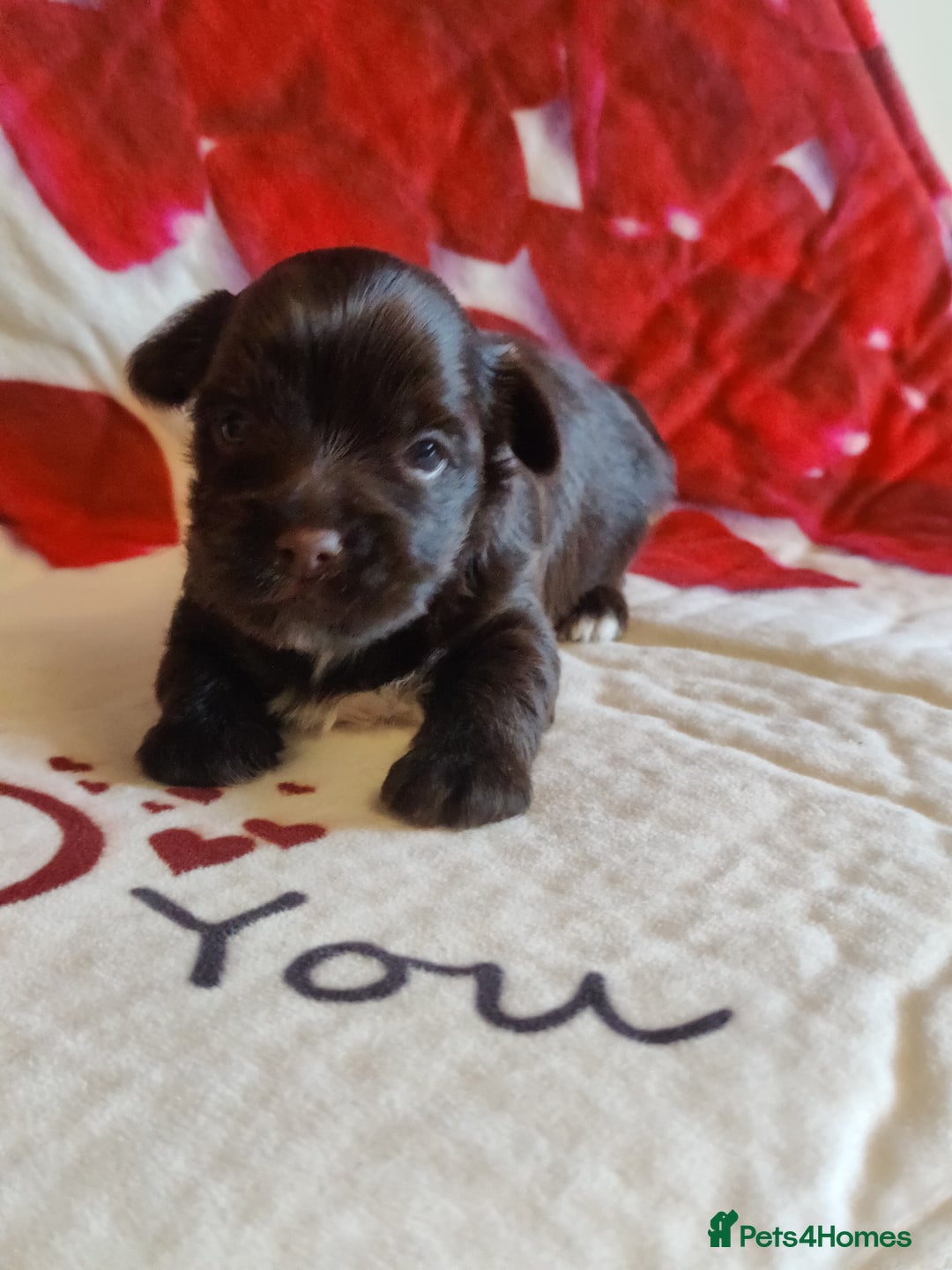 Yorkshire Terrier dogs for sale: Outstanding RARE Yorkshire terrier Chocolate - Image 20
