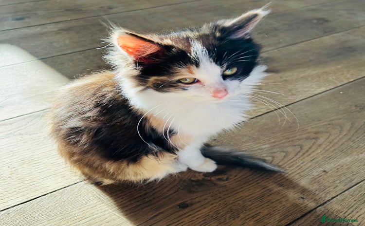 Turkish Van cats - Advert 1
