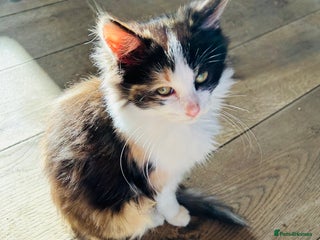 Turkish Van cats - Advert 2