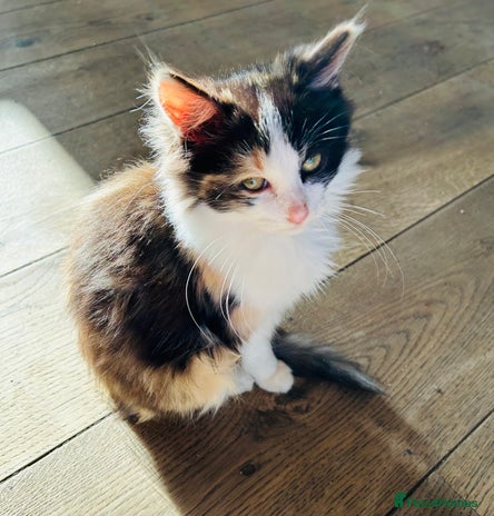 Turkish Van cats - Advert 1