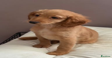 Cockapoo dogs - Advert 4