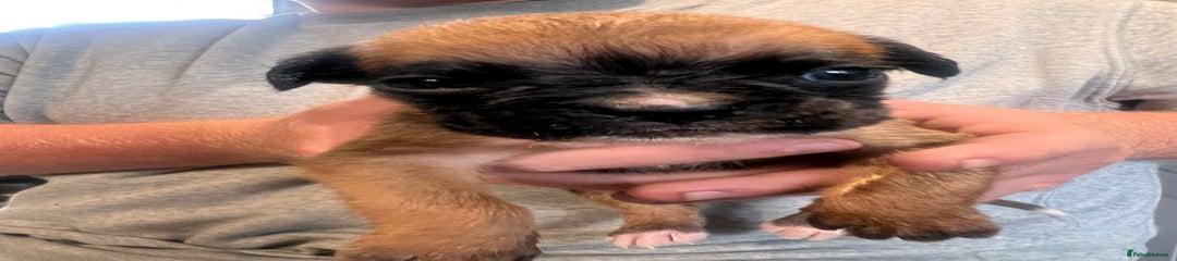 Boxer Puppy 4