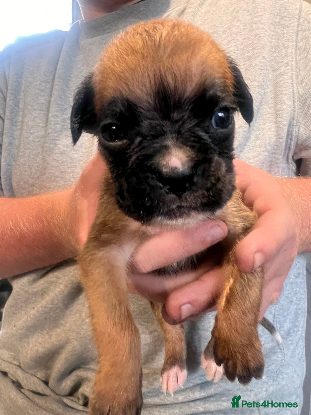 Boxer dogs for sale: Gorgeous litter of tailed and bob tailed boxers  - Image 15