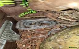Rat Snake reptiles for sale: BAIRDS RAT SNAKE  - Image 10