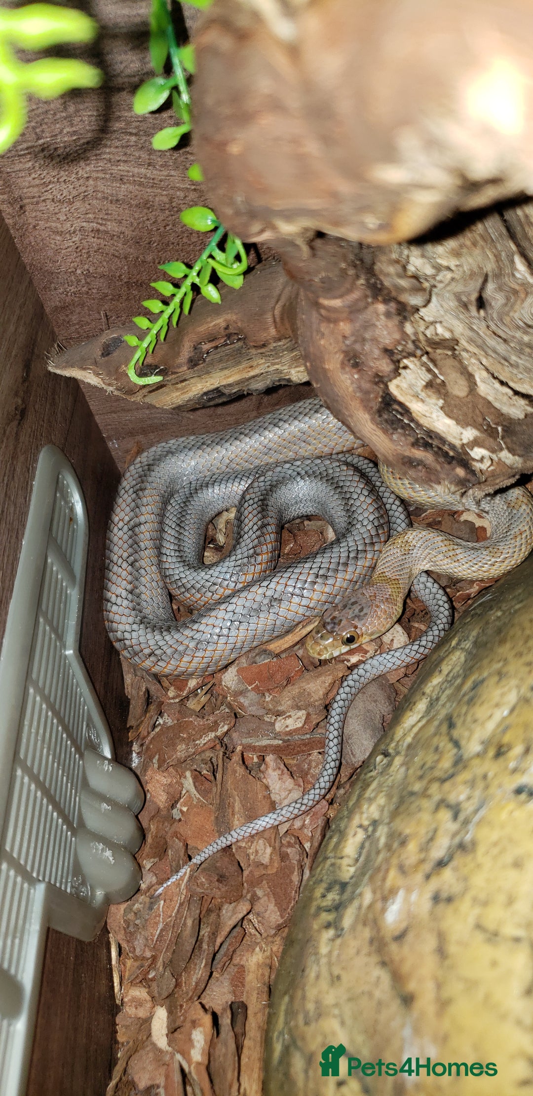 Rat Snake reptiles for sale: BAIRDS RAT SNAKE  - Image 10