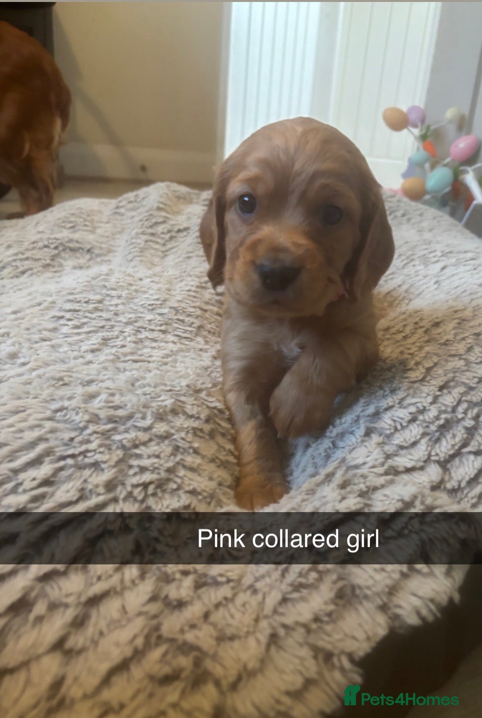 Cocker Spaniel dogs Beautiful KC Reg. Working Cocker Spaniels  - Advert 4