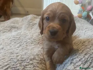 Cocker Spaniel dogs Beautiful KC Reg. Working Cocker Spaniels - Advert 6