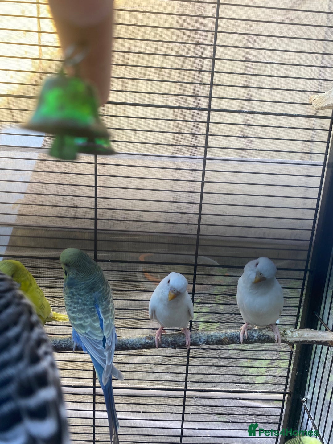 Budgerigars birds for sale: Mixed budgies and a large cage food, containers.  - Image 2