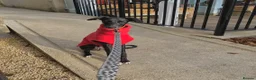 Mixed Breed dogs for sale: 4yo male whippet urgently needs a home  - Advert 7