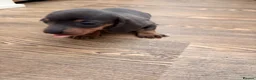 Miniature Dachshund dogs for sale: Miniature dashounds  in Wrexham - Advert 4