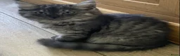 Mixed Breed cats for sale: Long haired ghost grey kittens  - Advert 6