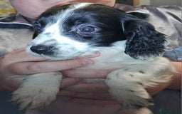 Sprocker dogs for sale: English blue roan spaniels - Advert 5