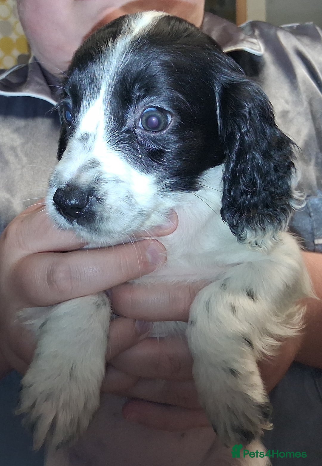 Sprocker dogs for sale: English blue roan spaniels - Advert 5