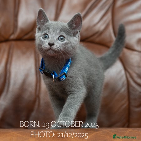 Russian Blue cats Russian Blue Kittens. Pedigree. - Advert 2