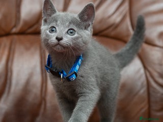 Russian Blue cats Russian Blue Kittens. Pedigree. - Advert 1