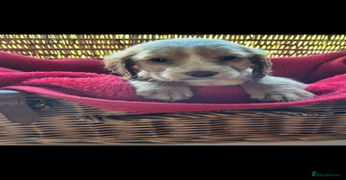 Cocker Spaniel dogs - Advert 4