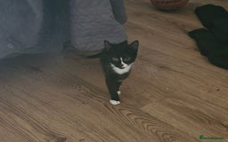 Mixed Breed cats for sale: Bombay X Tuxedo kittens for sale in Batley - Image 1