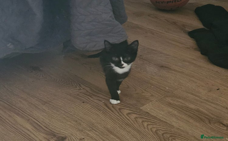 Mixed Breed cats in Batley - Advert 15