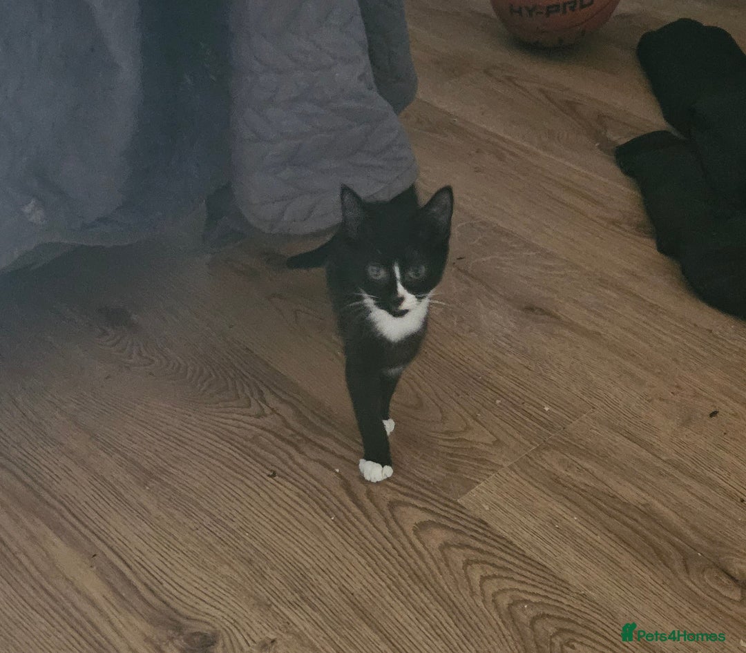 Mixed Breed cats for sale: Bombay X Tuxedo kittens for sale in Batley - Image 1
