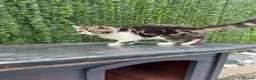 Exotic cats for sale: Hello my name is Agnus - Advert 3