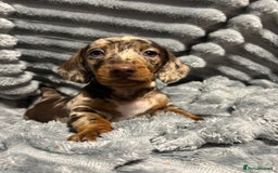 Miniature Dachshund dogs for sale: Miniature Dachshund Puppies for Sale!💙🩷 - Image 9