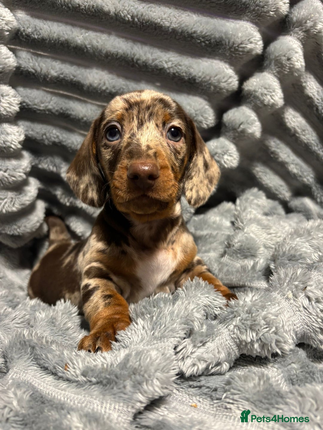 Miniature Dachshund dogs for sale: Miniature Dachshund Puppies for Sale!💙🩷 - Image 9