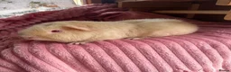 Guinea Pig rodents for sale: 3 teddy males - Advert 4