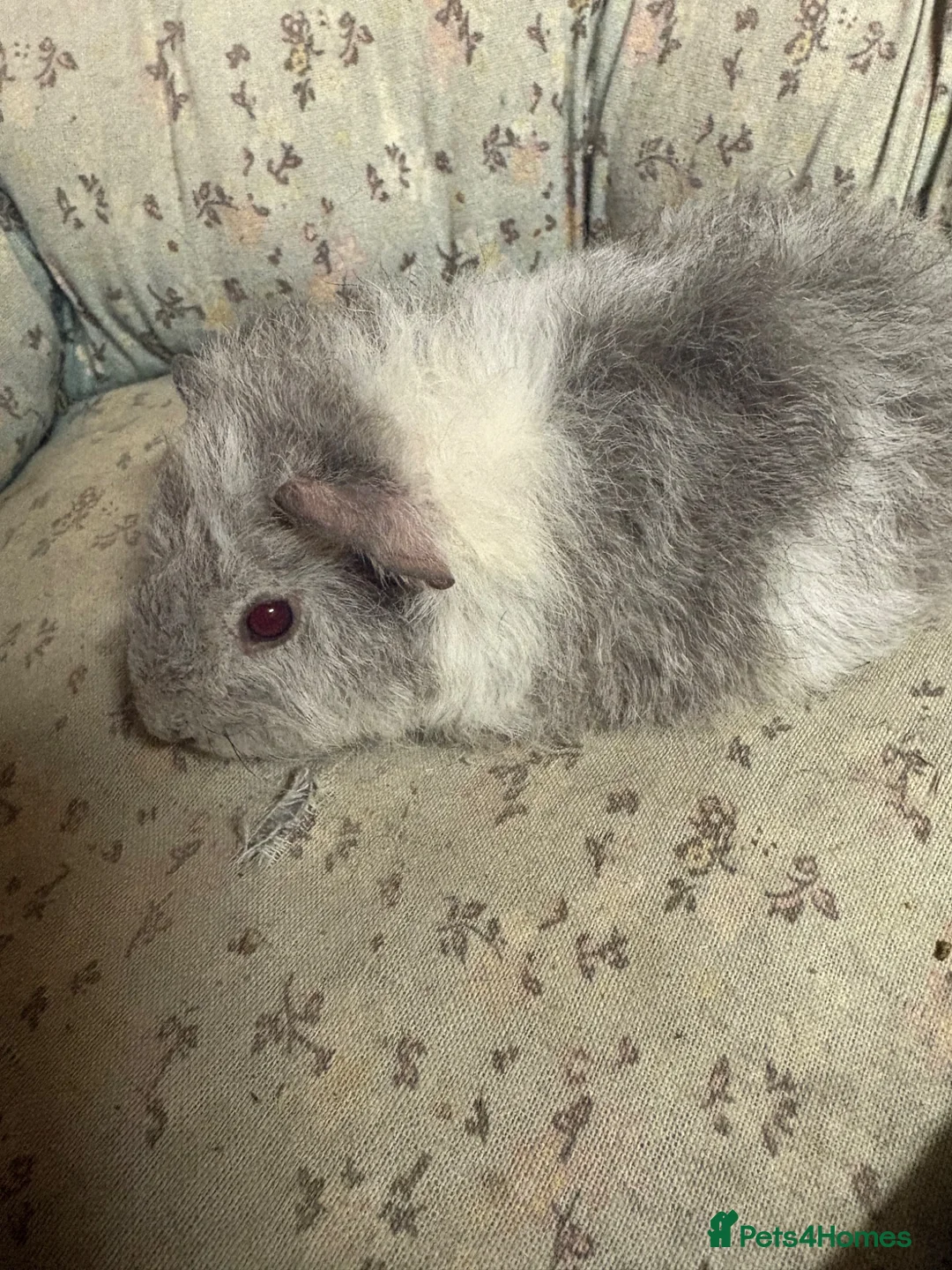 Guinea Pig rodents for sale: Mixed boys and girls  - Advert 1