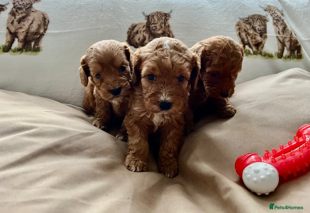 Cockapoo dogs for sale:  Stunning F1 DNA clear cockapoo puppies  - Advert 4