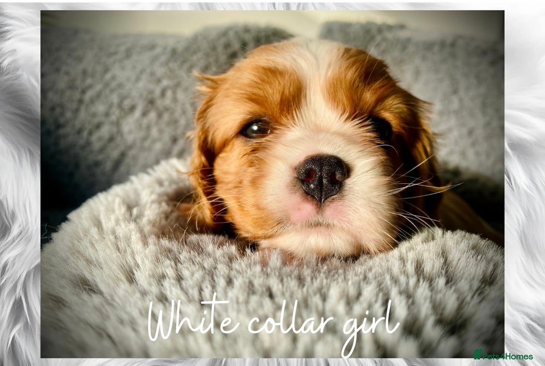 Cavalier King Charles Spaniel dogs for sale: Lovingly raised Blenheim Cavaliers  - Image 18