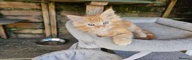 Maine Coon 1