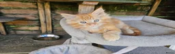 Maine Coon cats for sale: Maine Coon babies  - Advert 9