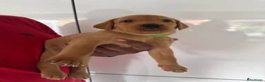 Labrador Retriever 1