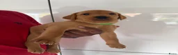 Labrador Retriever dogs for sale: Beautiful pure labrador retriever puppies. - Advert 14