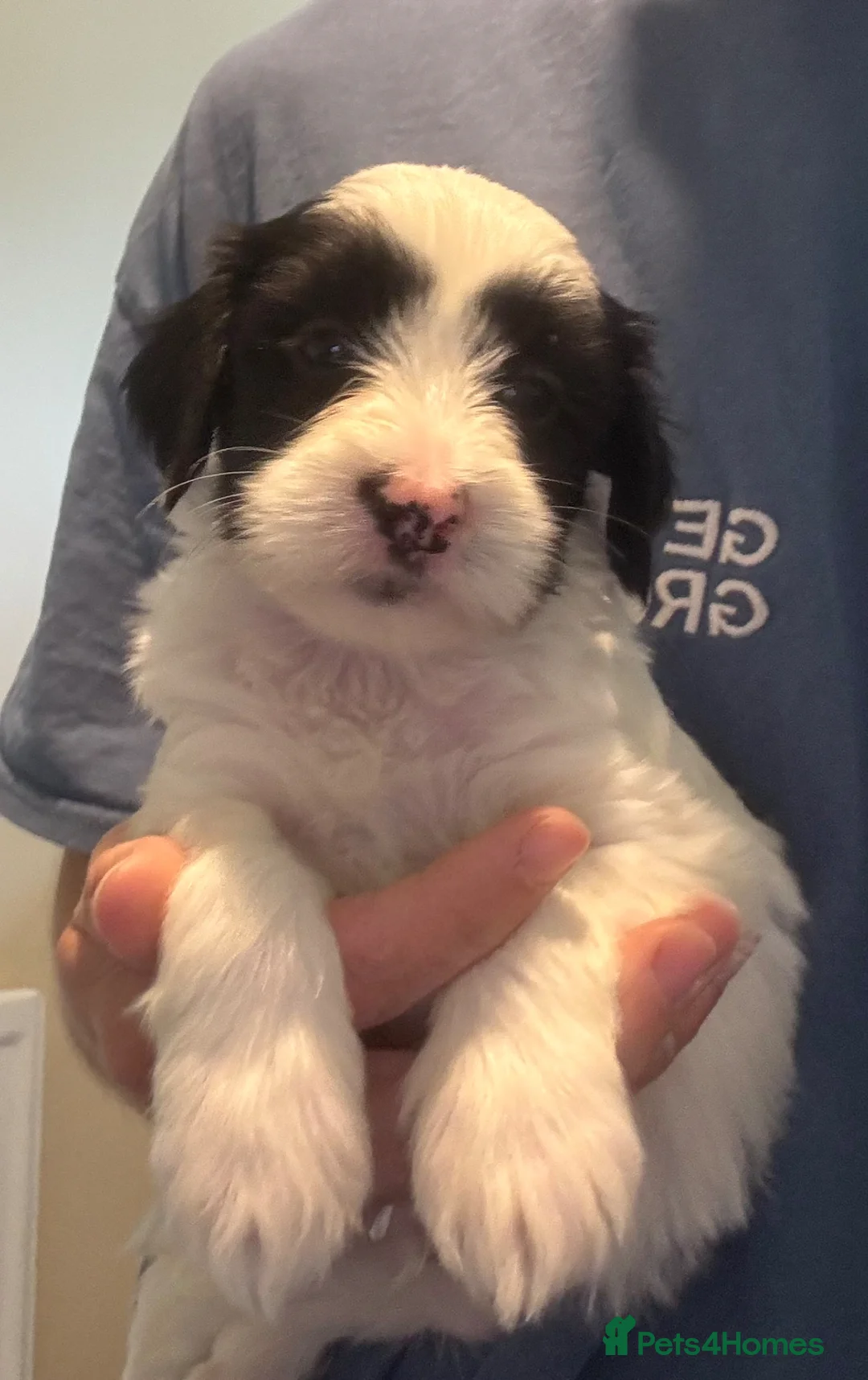 Tibetan Terrier dogs for sale: Lovely KC Reg Tibetan terrier puppies - Advert 1